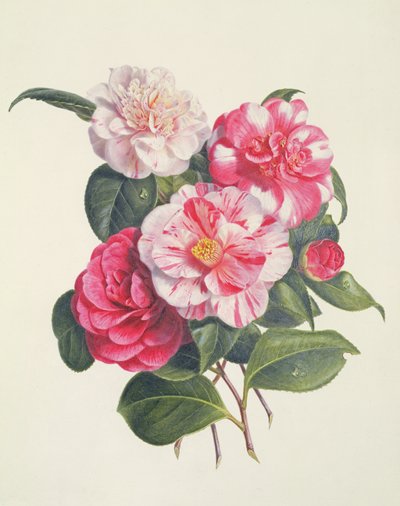 Camelias by Augusta Innes Withers